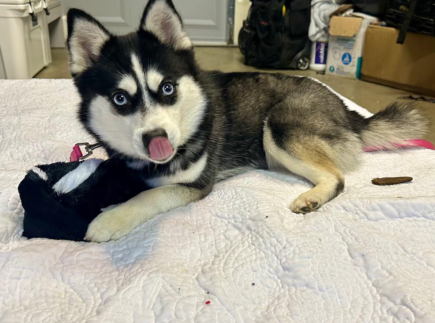Enlarge Lux, a ADOPTABLE Pomsky in Richmond, VA image 2/5