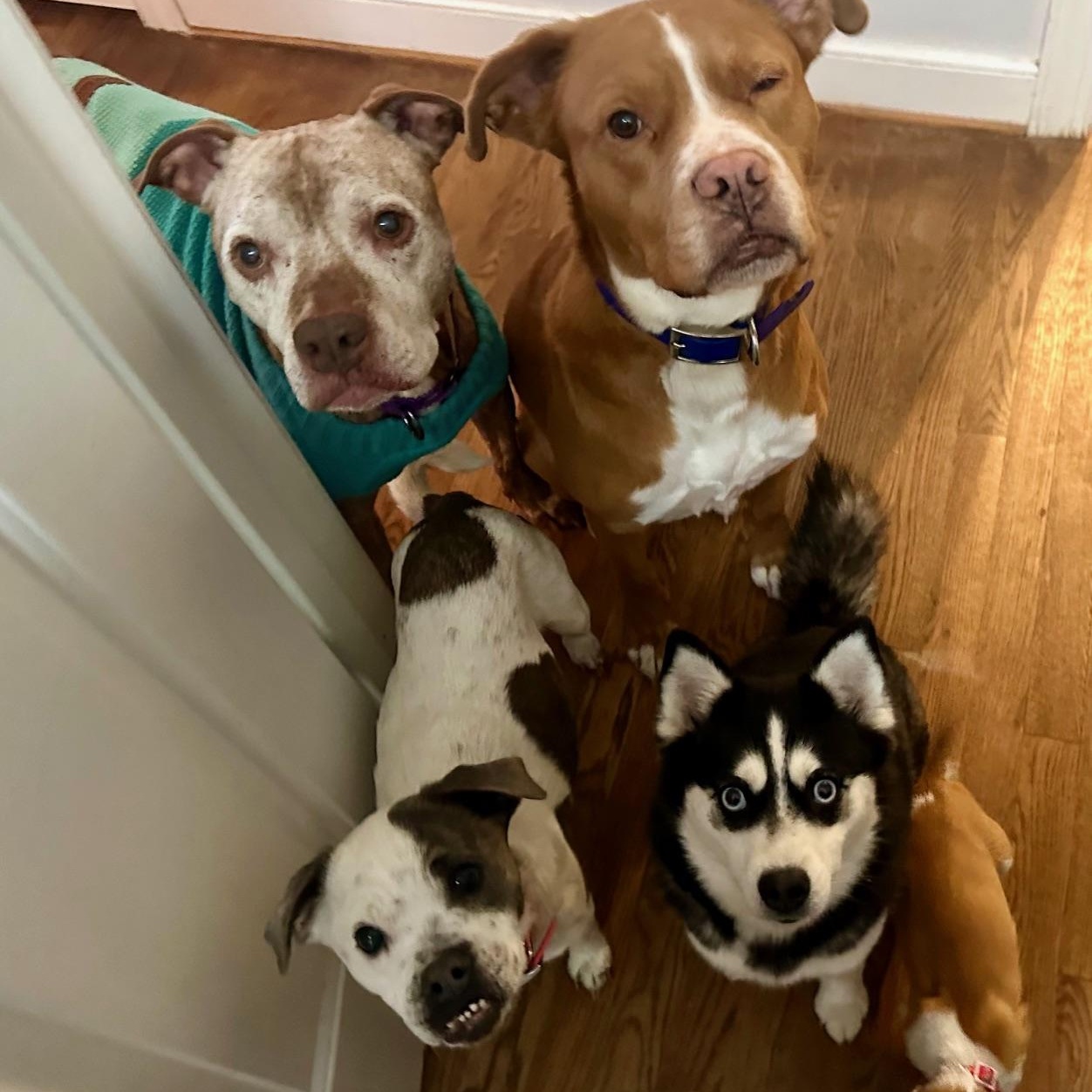 Enlarge Lux, a ADOPTABLE Pomsky in Richmond, VA image 4/5