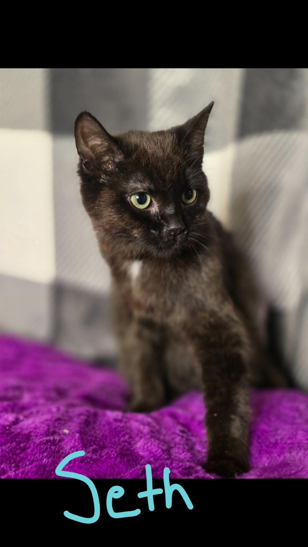 Seth, Adoptable, Young Male Domestic Short Hair.