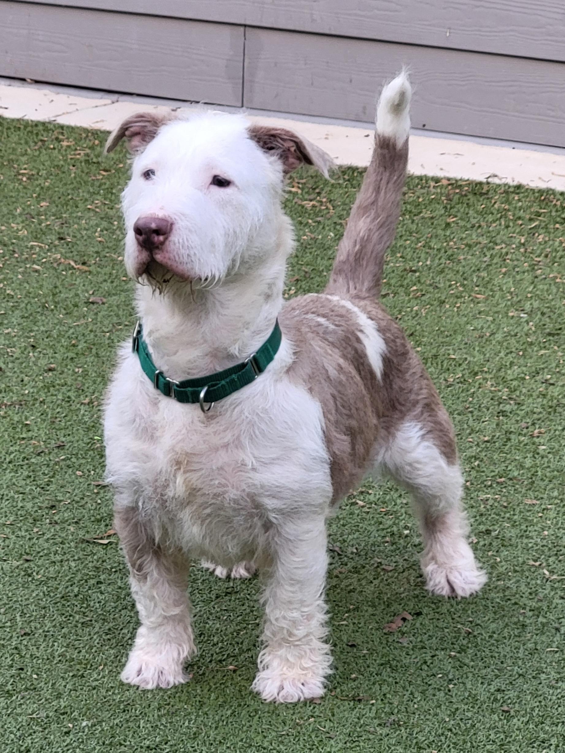 Jade, a ADOPTABLE mixed breed in Fredericksburg, VA image 1/4