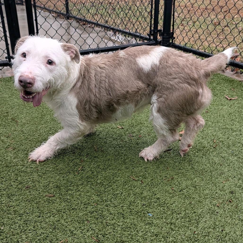 Jade, a ADOPTABLE mixed breed in Fredericksburg, VA image 4/4