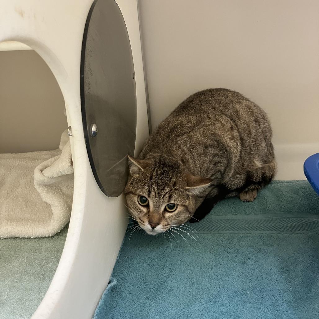 Lyall, Adoptable, Young Male Domestic Short Hair.