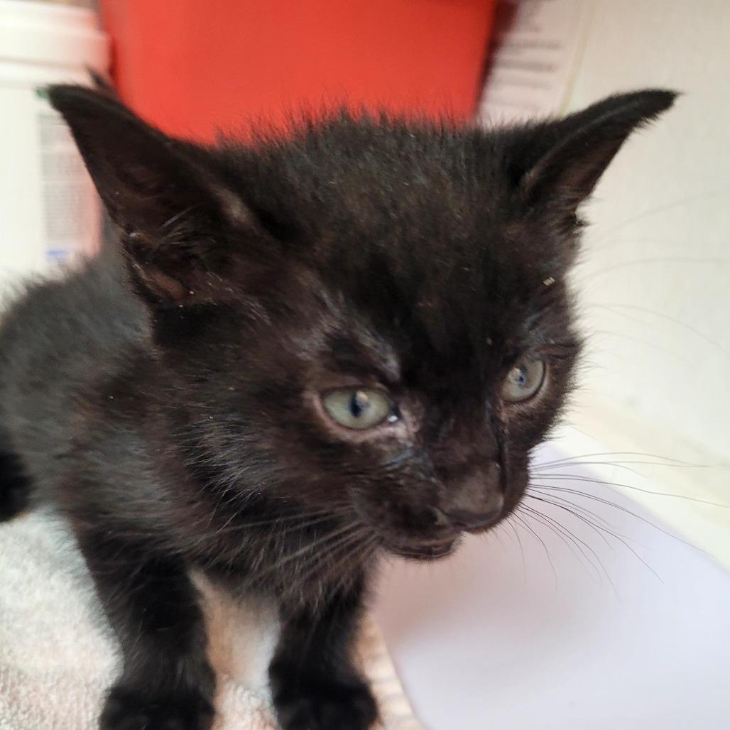 Chloe, a Adoptable Domestic Short Hair in Allyn, WA image 2/4