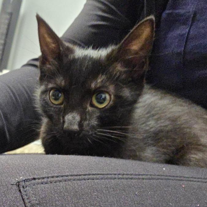 Chloe, a Adoptable Domestic Short Hair in Allyn, WA image 4/4