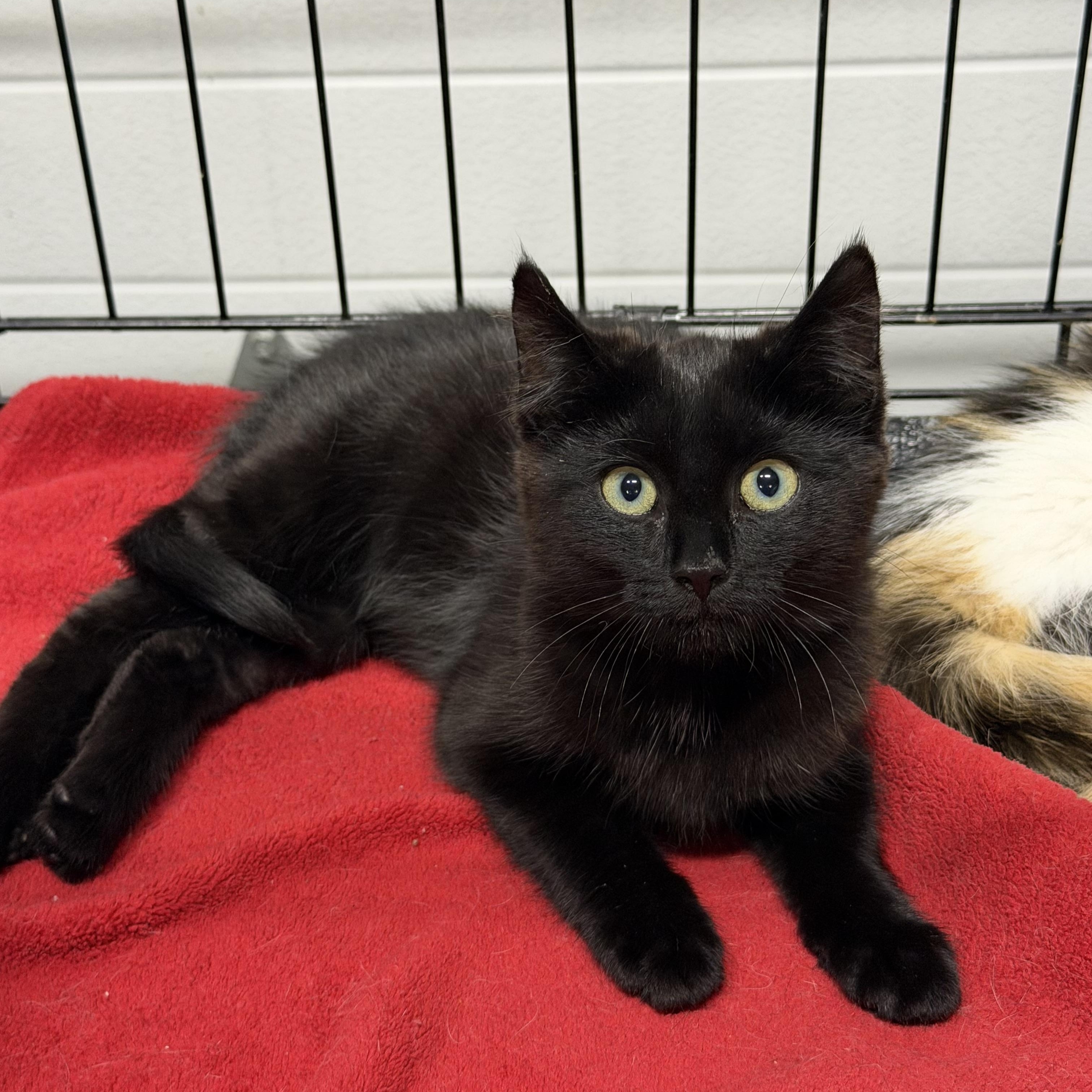 Hershey, ADOPTABLE, Kitten Female Domestic Short Hair.