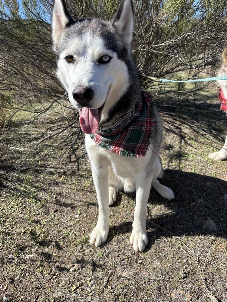 Leroy, Adoptable, Young Male Siberian Husky.