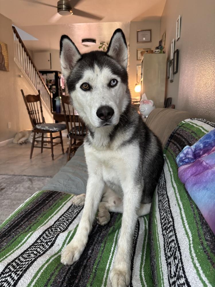 Leroy, a Adoptable Siberian Husky image 2/3