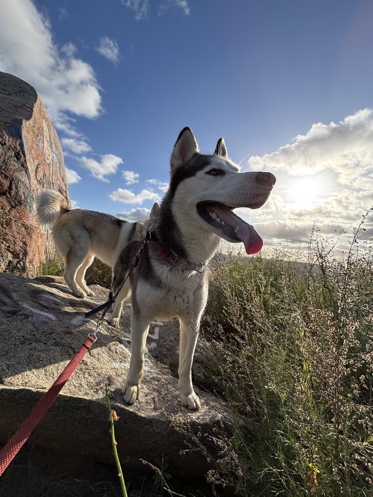 Leroy, a Adoptable Siberian Husky image 3/3