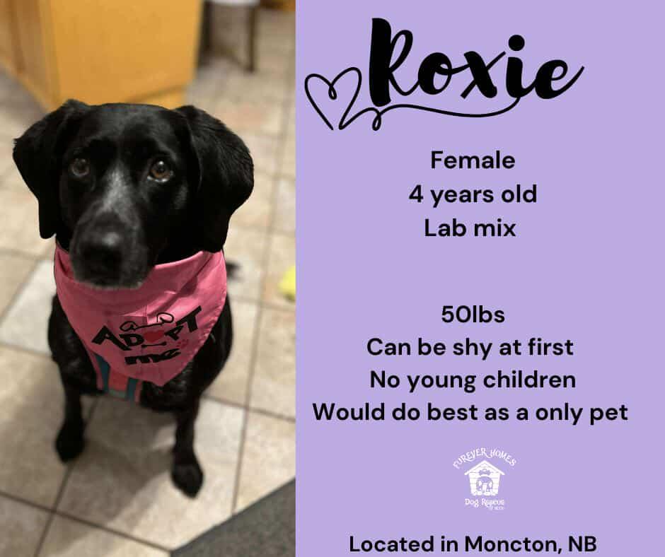 Roxie, an adoptable Pointer, Black Labrador Retriever in Moncton, NB, E1C 8C8 | Photo Image 1