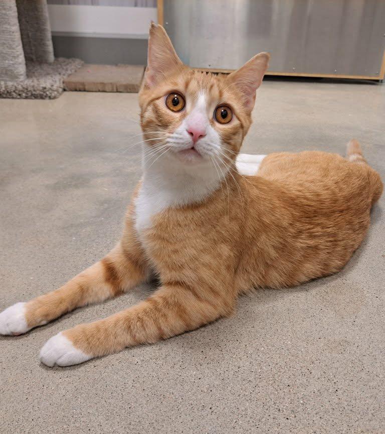 Enlarge Dallas, a Adopted Domestic Short Hair in Gonic, NH image 1/3