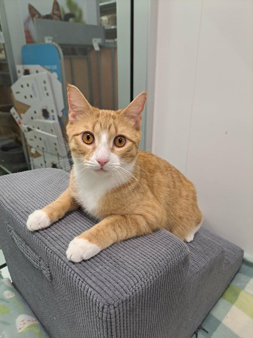 Enlarge Dallas, a Adopted Domestic Short Hair in Gonic, NH image 2/3