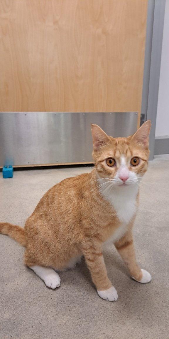 Enlarge Dallas, a Adopted Domestic Short Hair in Gonic, NH image 3/3