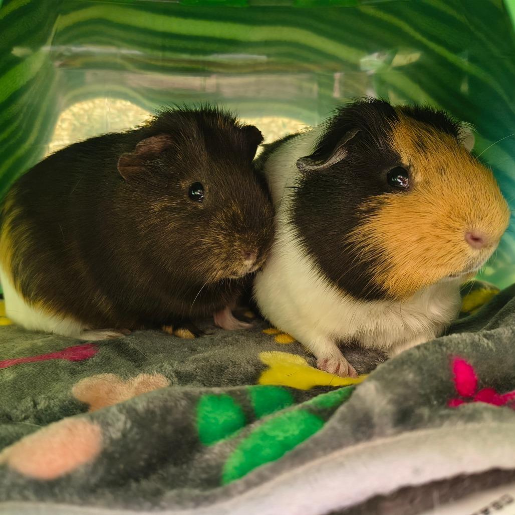 Enlarge Biggie with Chippie-In Foster, a Adoptable Guinea Pig in Springfield, MA image 1/1