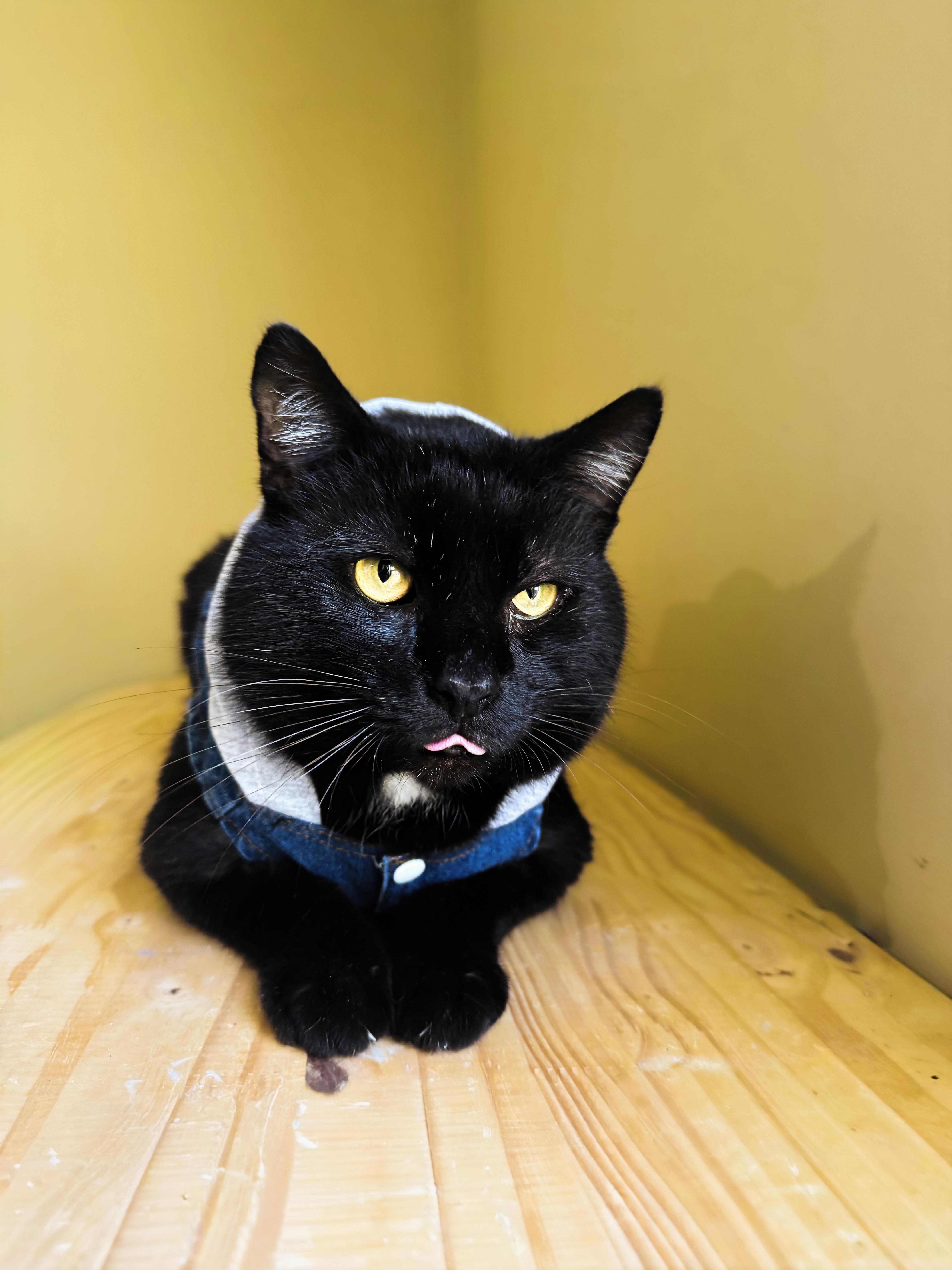 Enlarge Gorilla, a Adoptable mixed breed in Mooresville, NC image 5/5