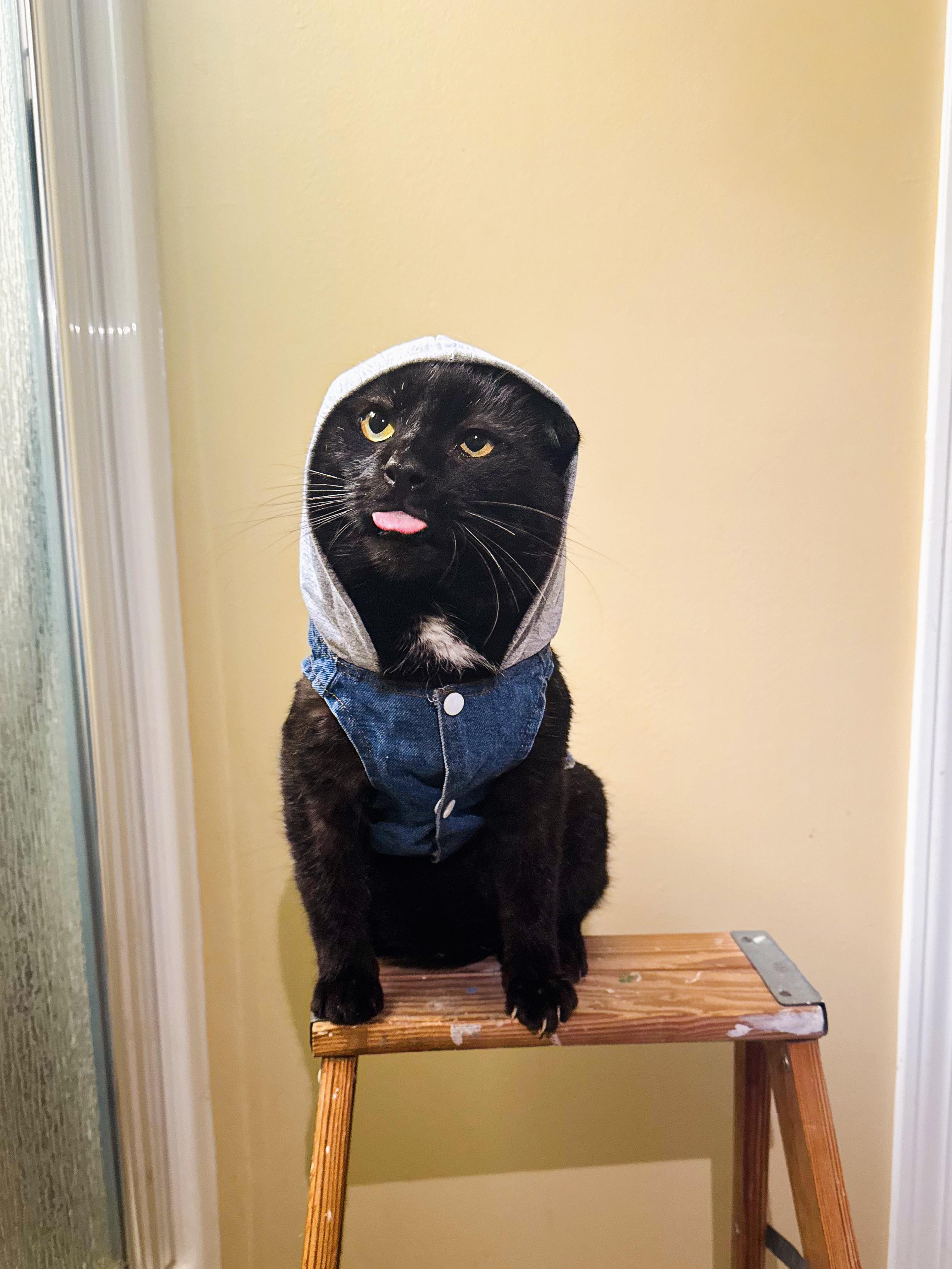 Enlarge Gorilla, a Adoptable mixed breed in Mooresville, NC image 1/5