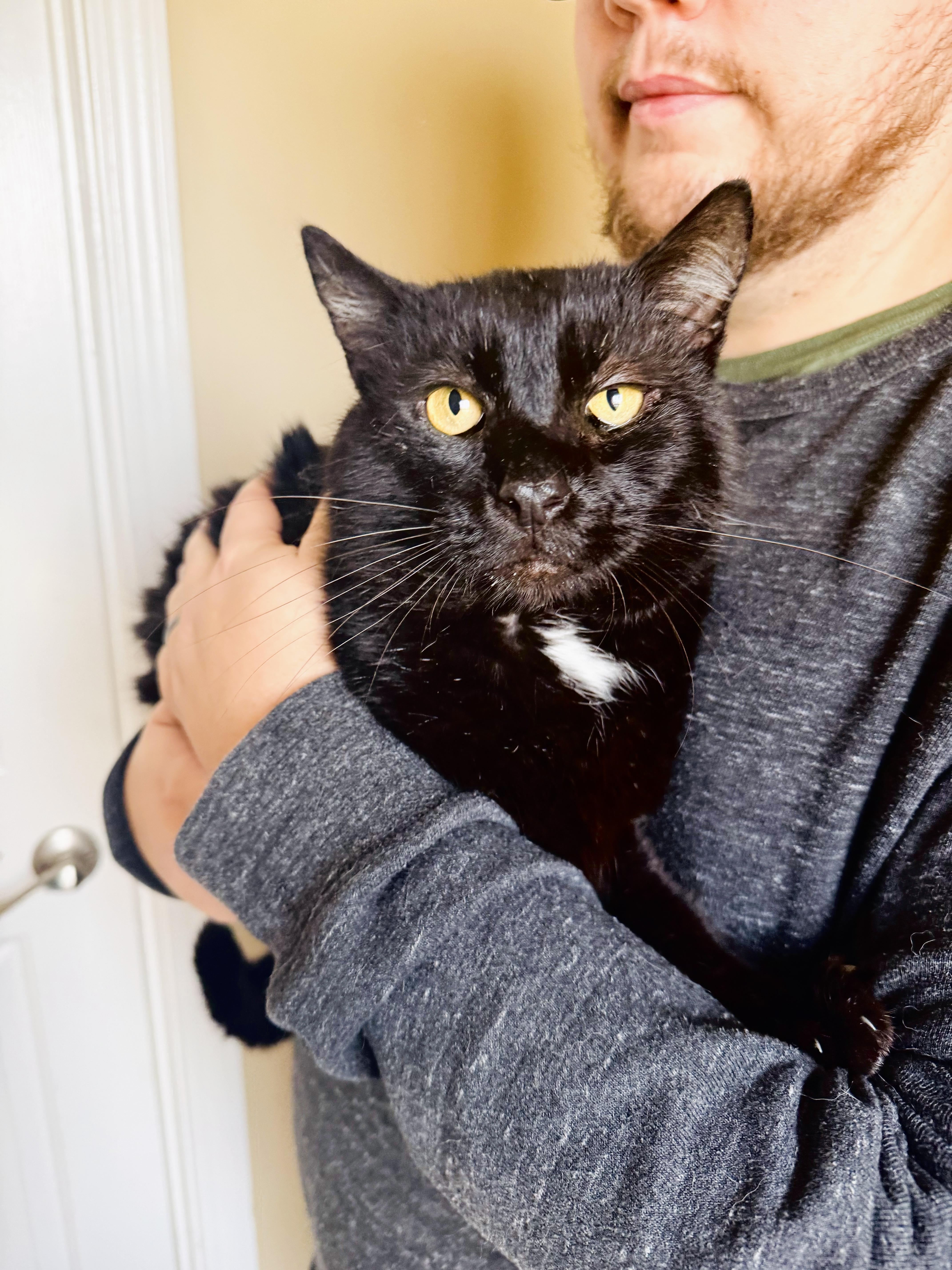 Enlarge Gorilla, a Adoptable mixed breed in Mooresville, NC image 2/5