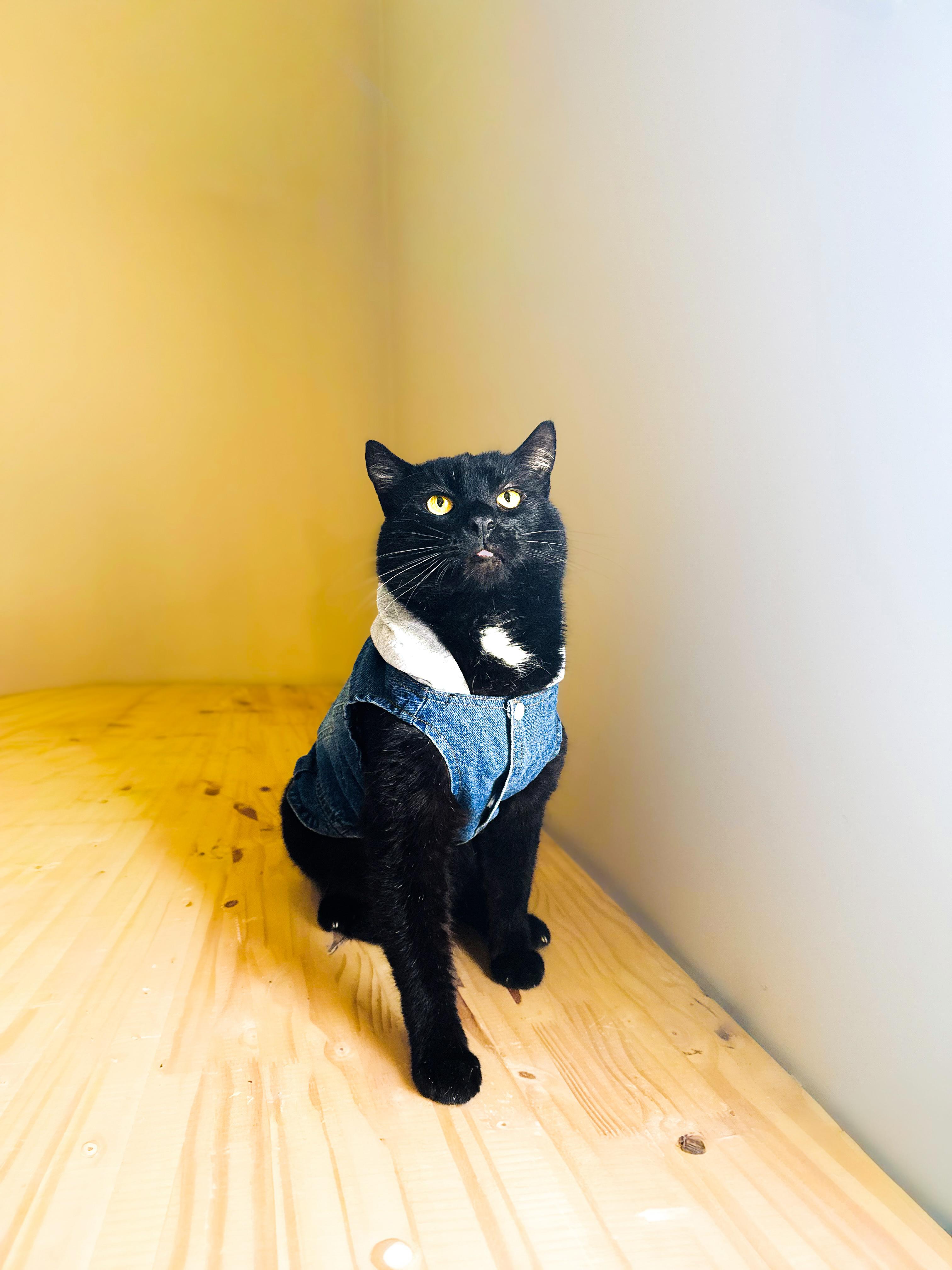 Enlarge Gorilla, a Adoptable mixed breed in Mooresville, NC image 3/5