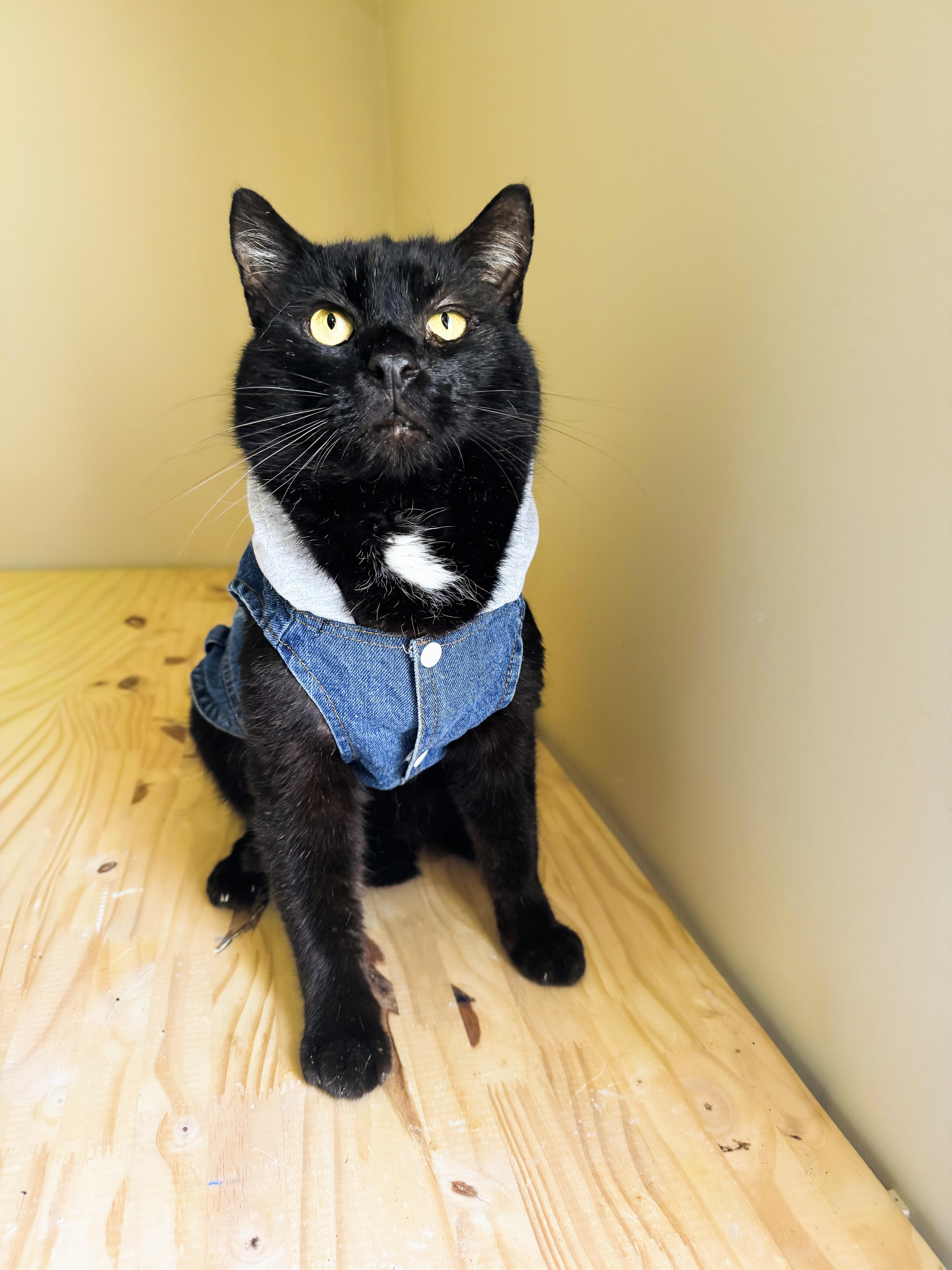 Enlarge Gorilla, a Adoptable mixed breed in Mooresville, NC image 4/5