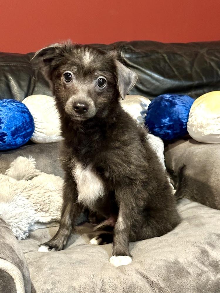 Jagger, a Adoptable mixed breed in Milton, GA image 1/3