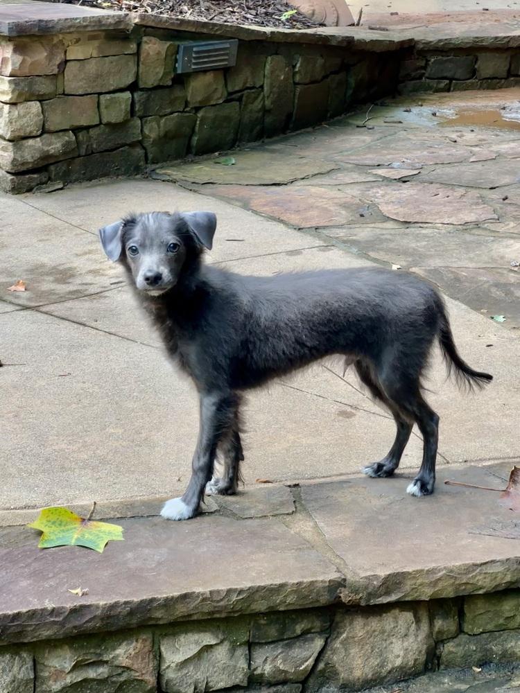 Jagger, a Adoptable mixed breed in Milton, GA image 2/6
