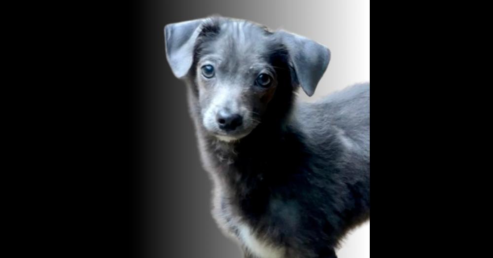 Jagger, a Adoptable mixed breed in Milton, GA image 3/6