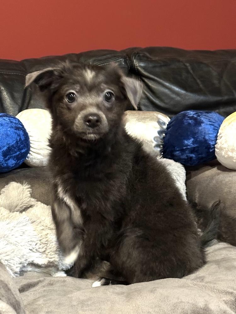 Jagger, a Adoptable mixed breed in Milton, GA image 3/3