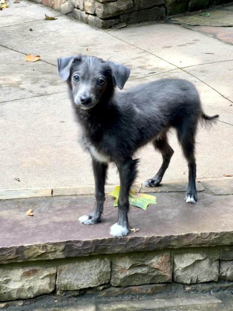 Jagger, a Adoptable mixed breed in Milton, GA image 6/6