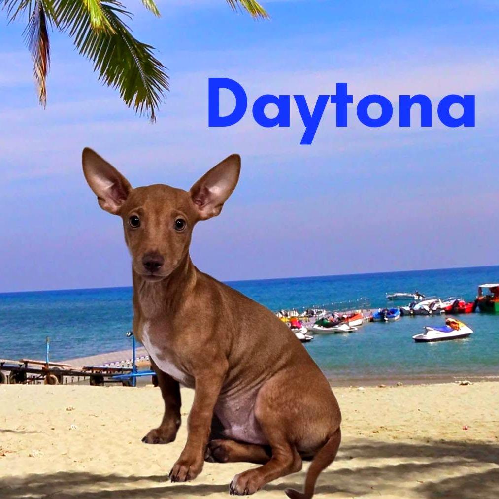 Daytona, Adoptable, Puppy Male Mixed Breed.
