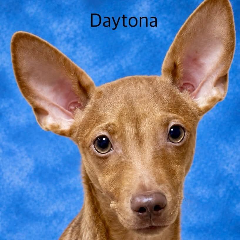 Daytona, Adoptable, Young Male Mixed Breed.