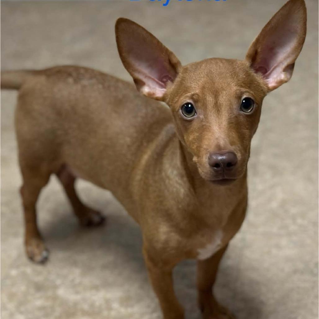 Daytona, a Adoptable Mixed Breed in Joliet, IL image 2/2