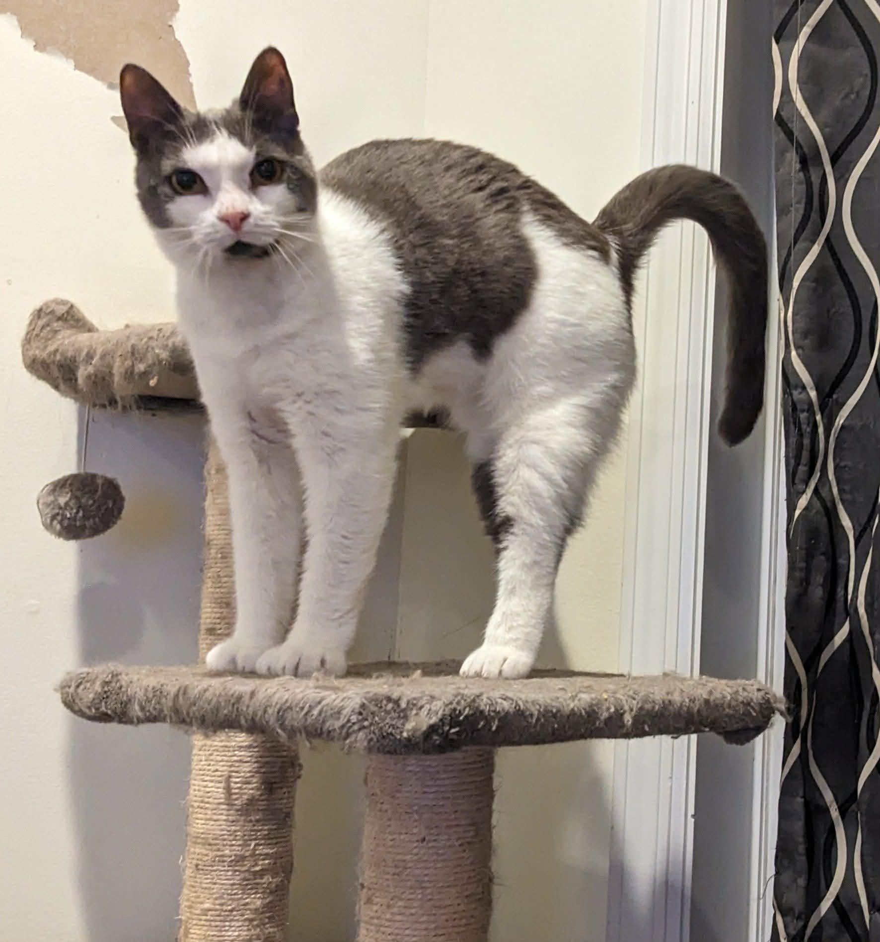 Enlarge Tyler - extra toes, a Adoptable mixed breed in Newark, NJ image 2/6