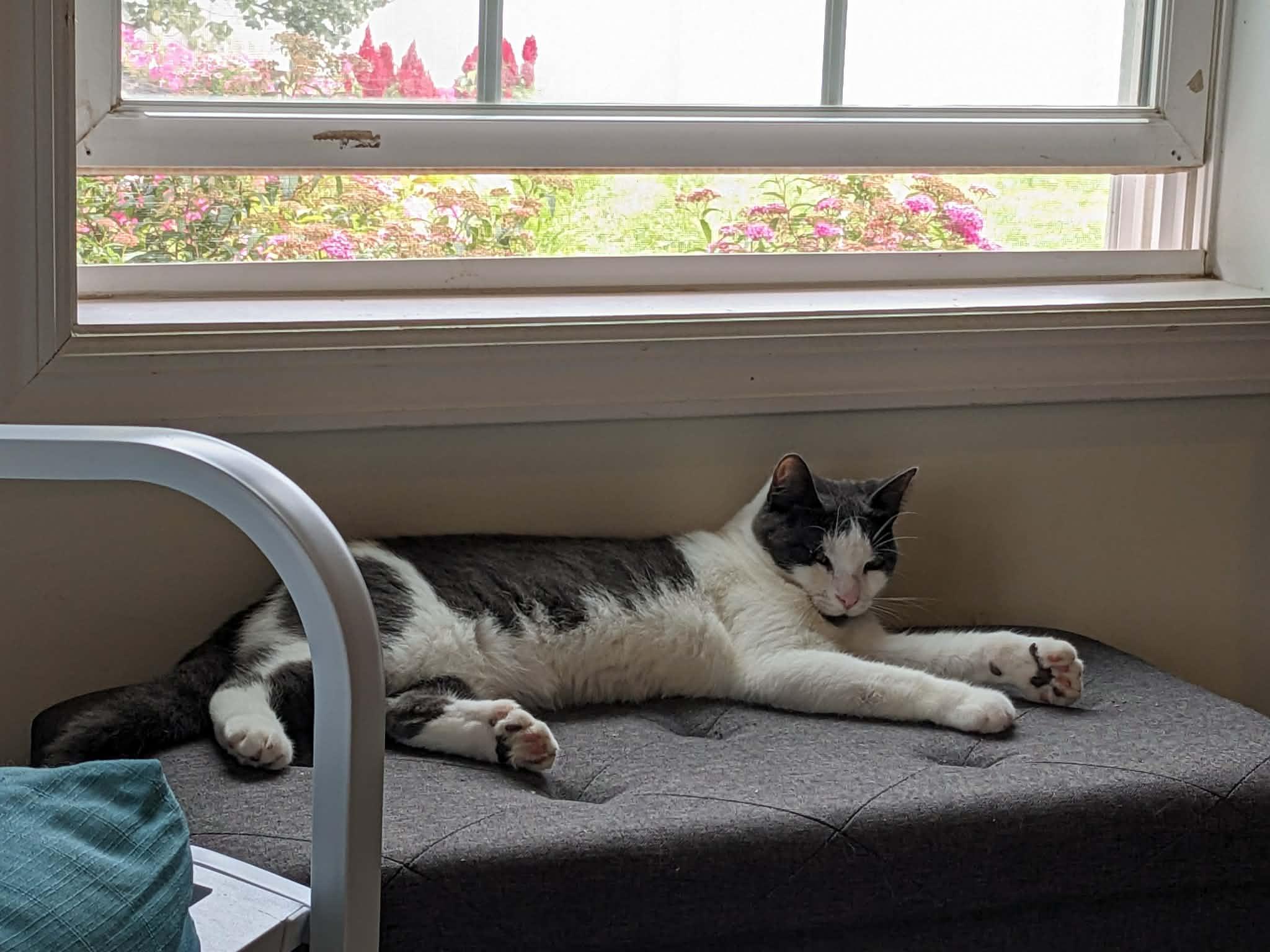 Enlarge Tyler - extra toes, a Adoptable mixed breed in Newark, NJ image 5/6