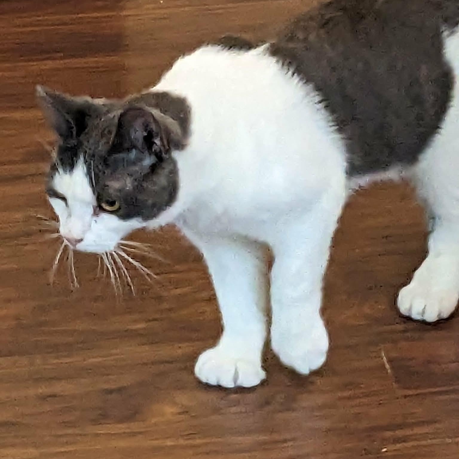 Tyler - extra toes, ADOPTABLE, Young Male Extra-Toes Cat / Hemingway Polydactyl & Domestic Short Hair.