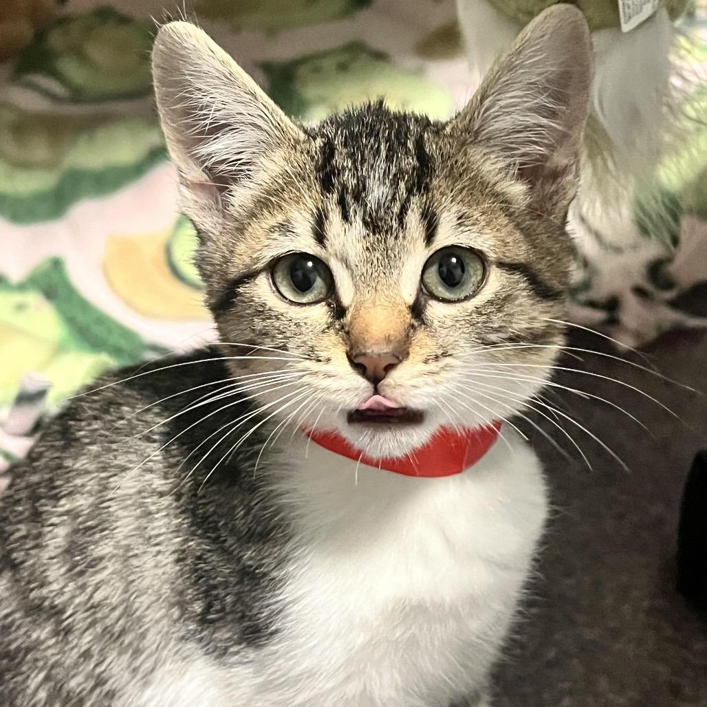 Colby (kitten), a Adoptable Domestic Short Hair in Madison, WI image 1/2