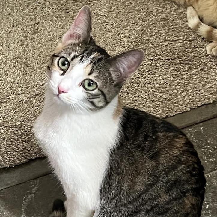 Colby, a Adoptable Domestic Short Hair in Madison, WI image 2/5