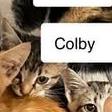 Colby (kitten), a Adoptable Domestic Short Hair in Madison, WI image 2/2