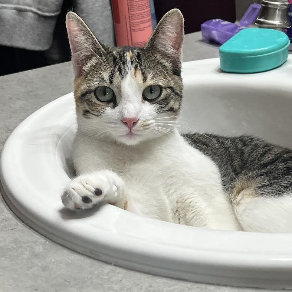Colby, a Adoptable Domestic Short Hair in Madison, WI image 5/5