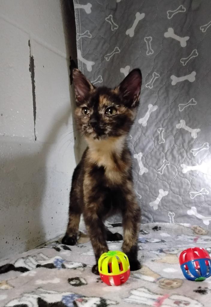 Gabby, Adoptable, Kitten Female Domestic Short Hair.