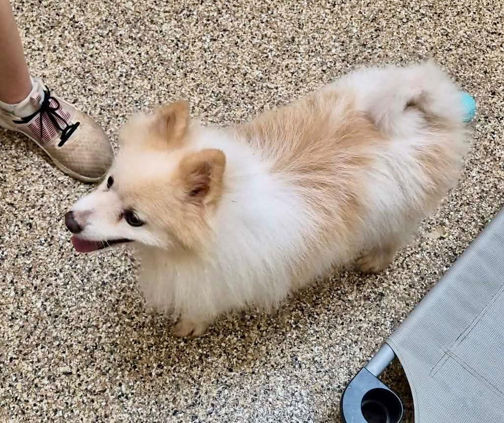 Enlarge Achilles, a Adoptable Pomeranian in Forsyth, GA image 1/3