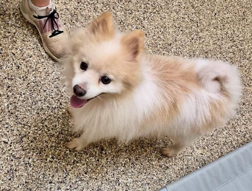 Enlarge Achilles, a Adoptable Pomeranian in Forsyth, GA image 2/3