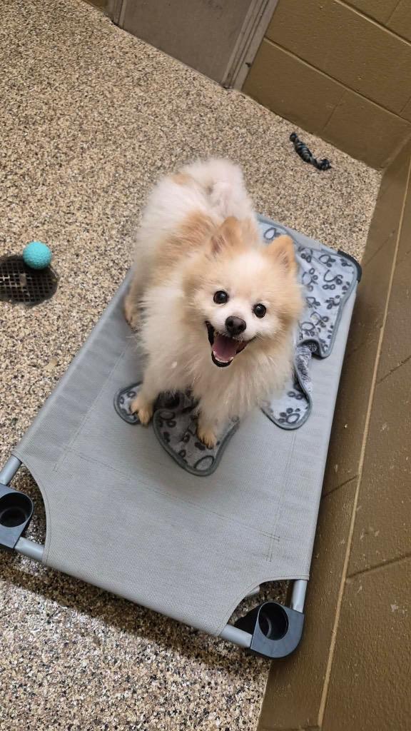 Enlarge Achilles, a Adoptable Pomeranian in Forsyth, GA image 3/3