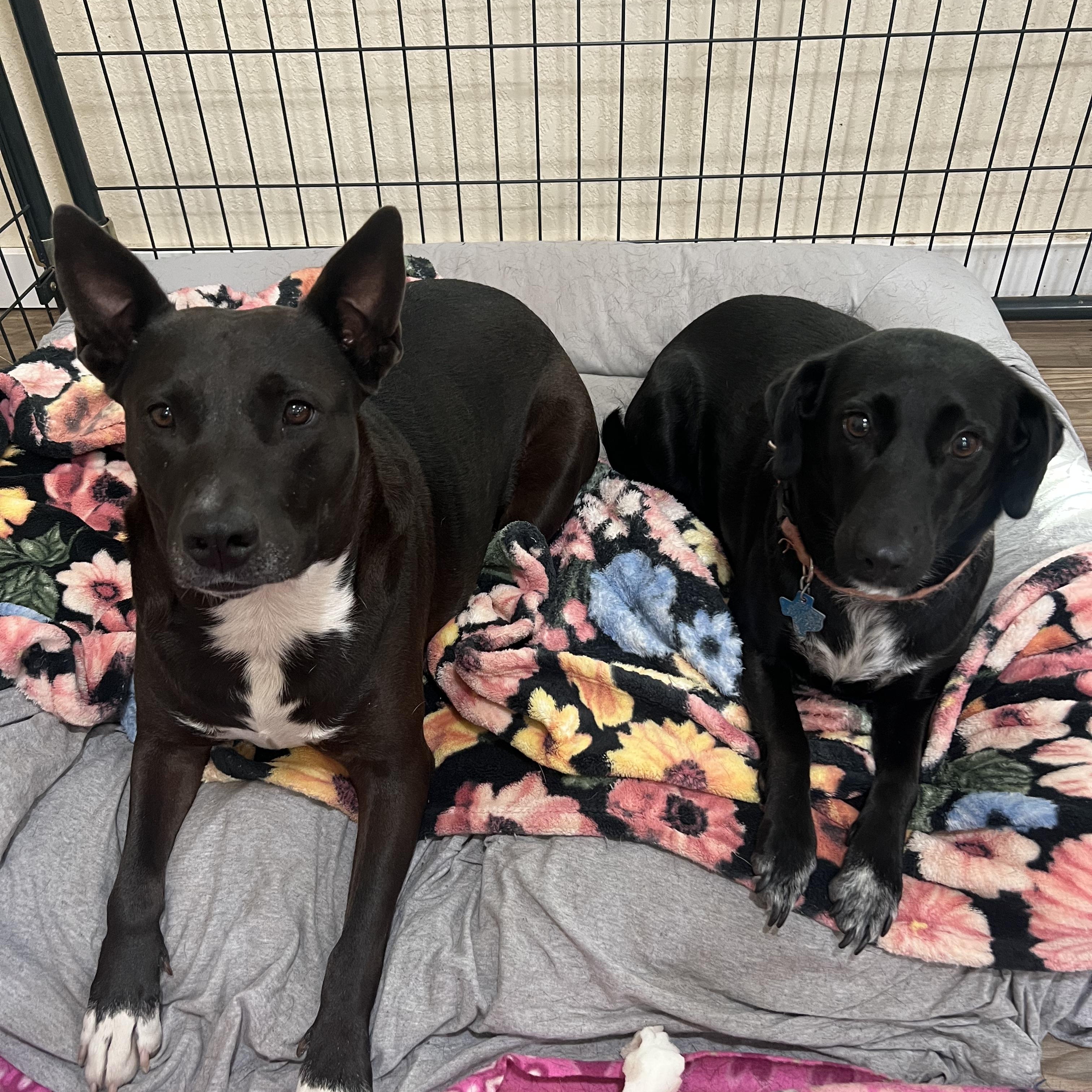 Chavi, a ADOPTABLE mixed breed in San Antonio, TX image 4/4