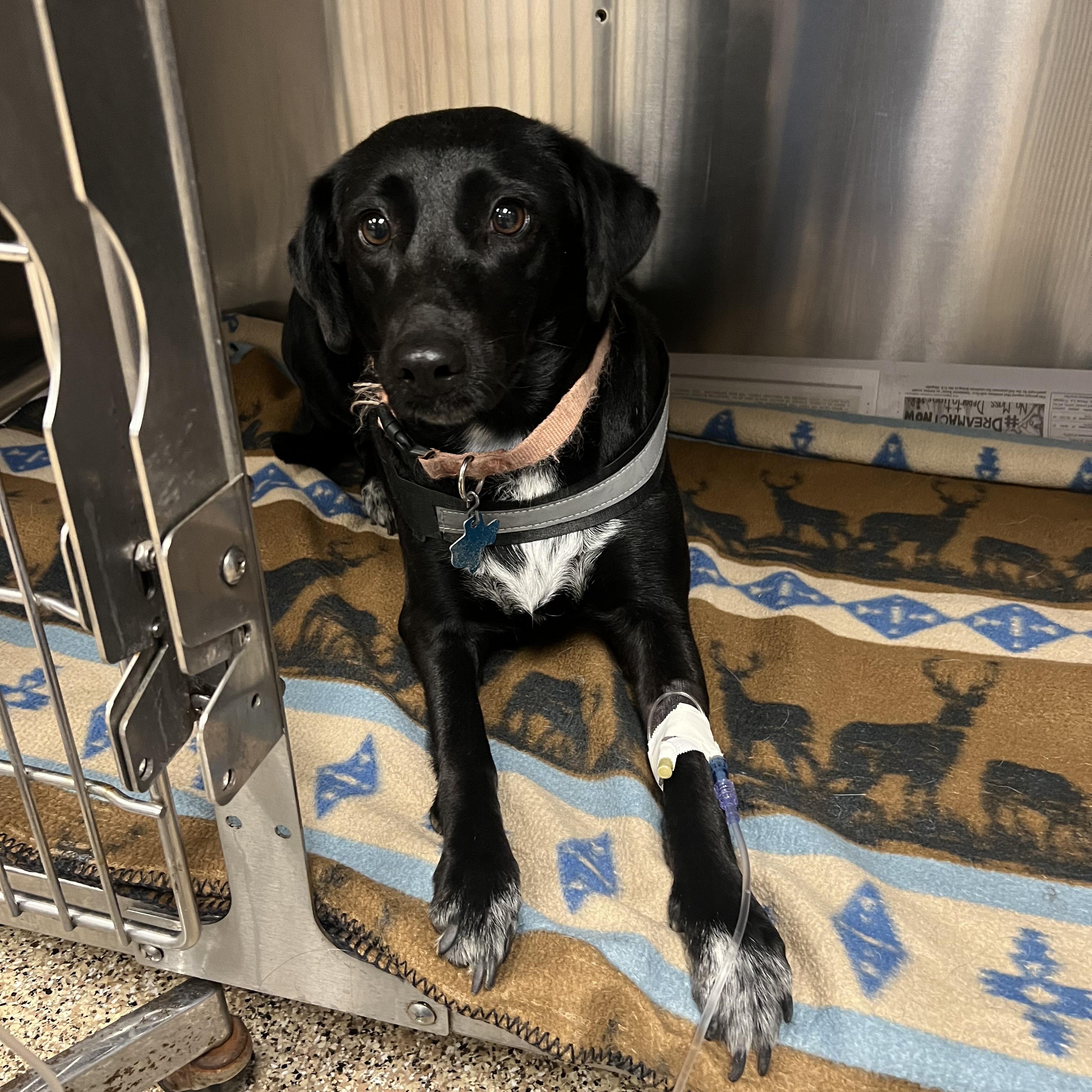 Chavi, a ADOPTABLE mixed breed in San Antonio, TX image 3/4