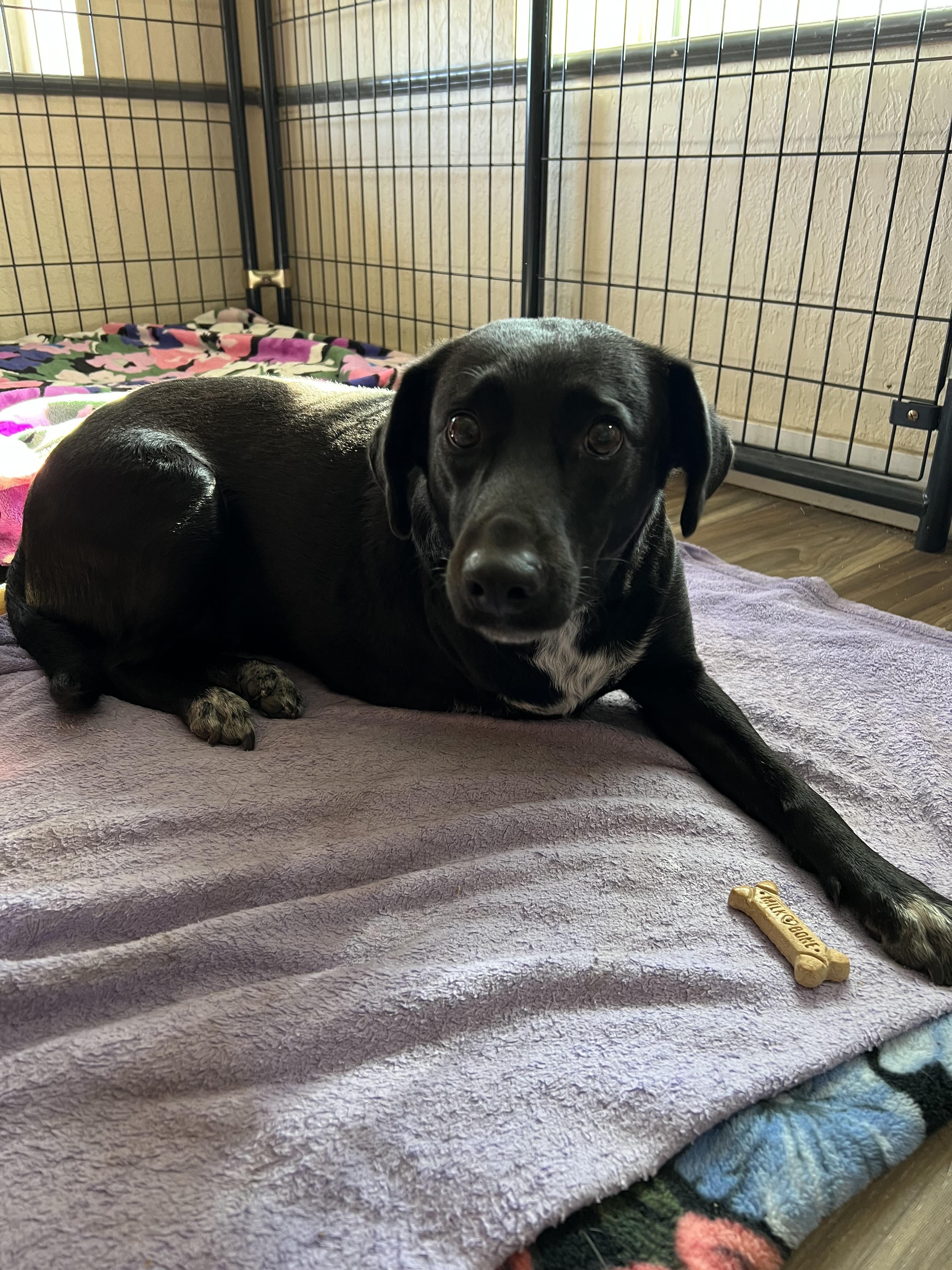 Enlarge Chavi, a ADOPTABLE mixed breed in San Antonio, TX image 3/5