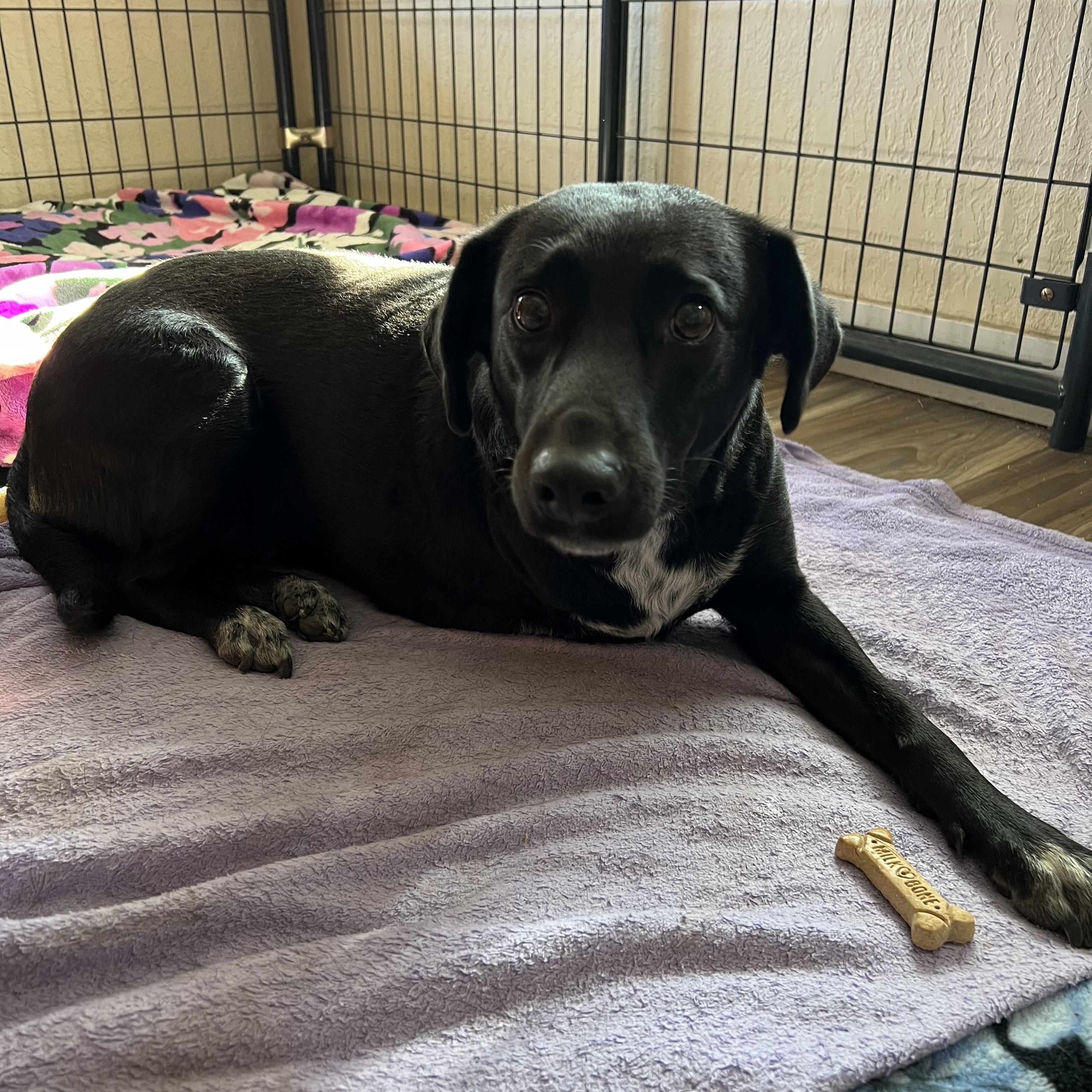 Chavi, a ADOPTABLE mixed breed in San Antonio, TX image 2/4