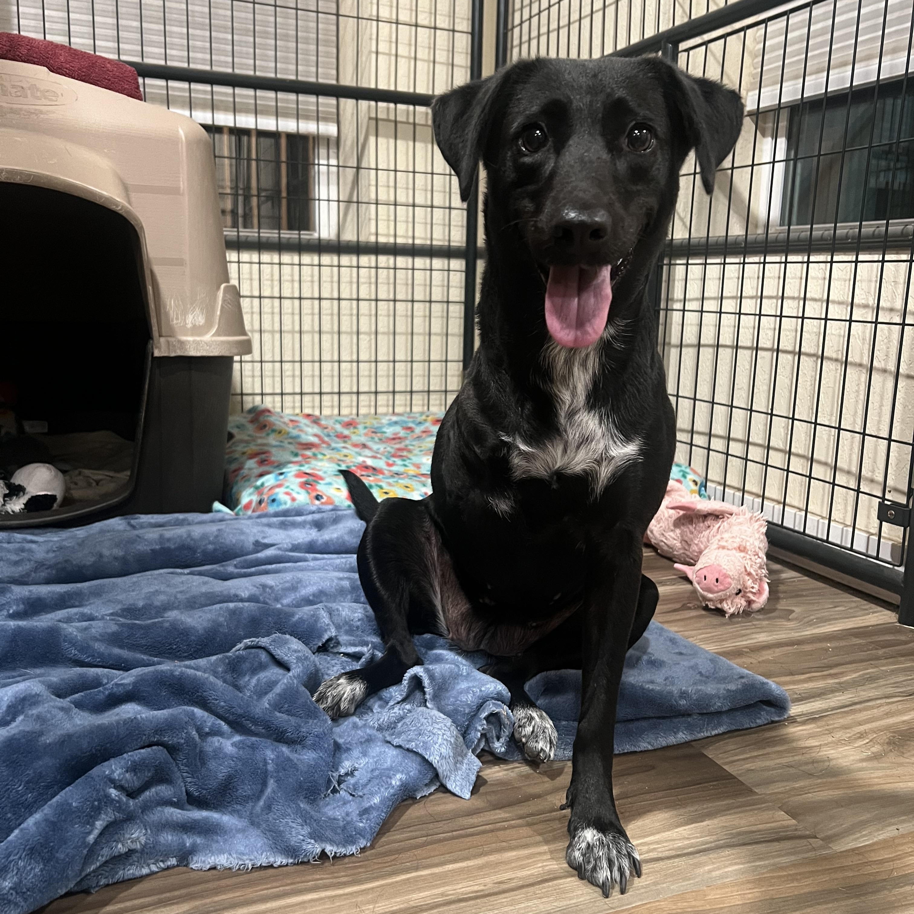 Chavi, ADOPTABLE, Young Female Border Collie & Black Labrador Retriever.