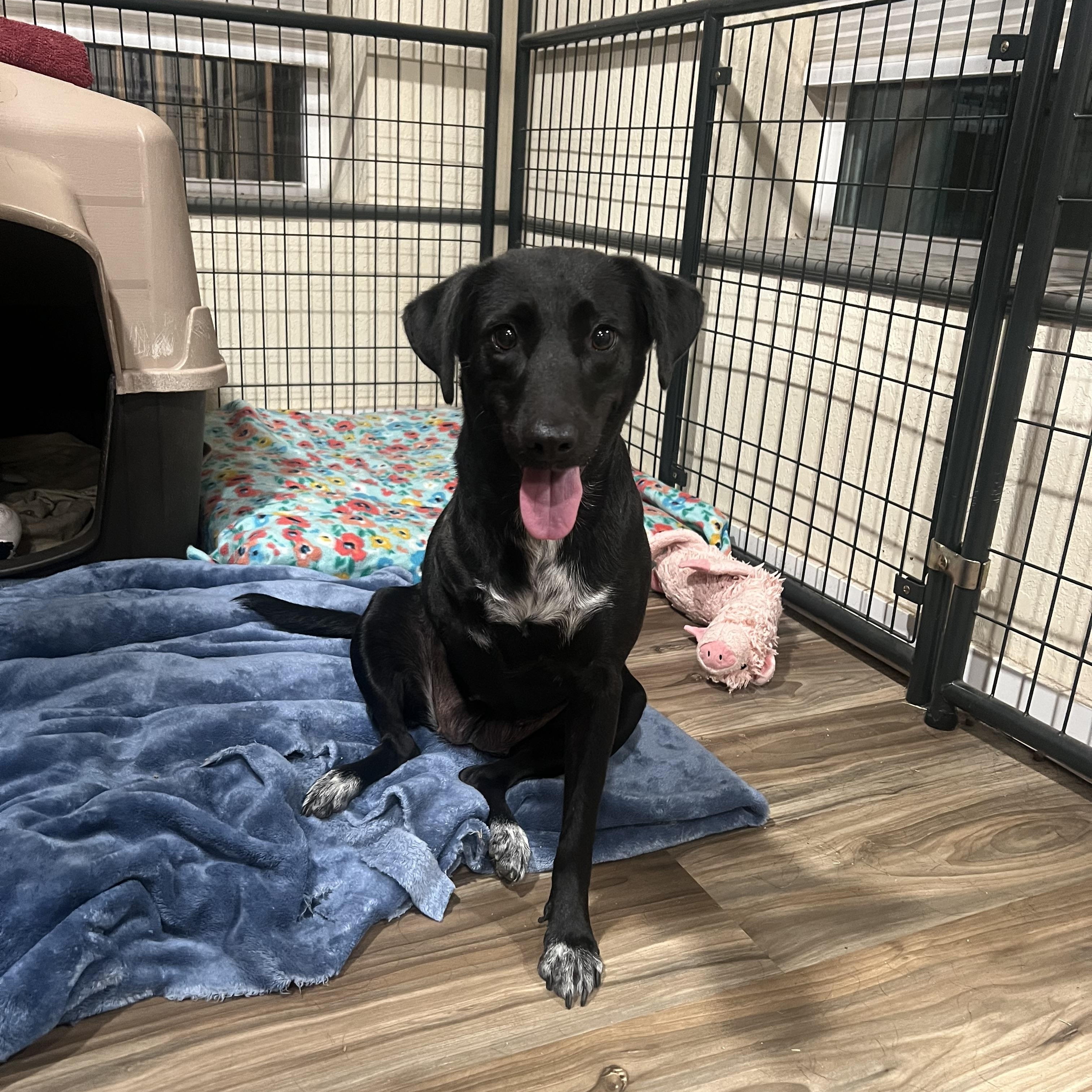 Chavi, ADOPTABLE, Young Female Labrador Retriever & Border Collie.