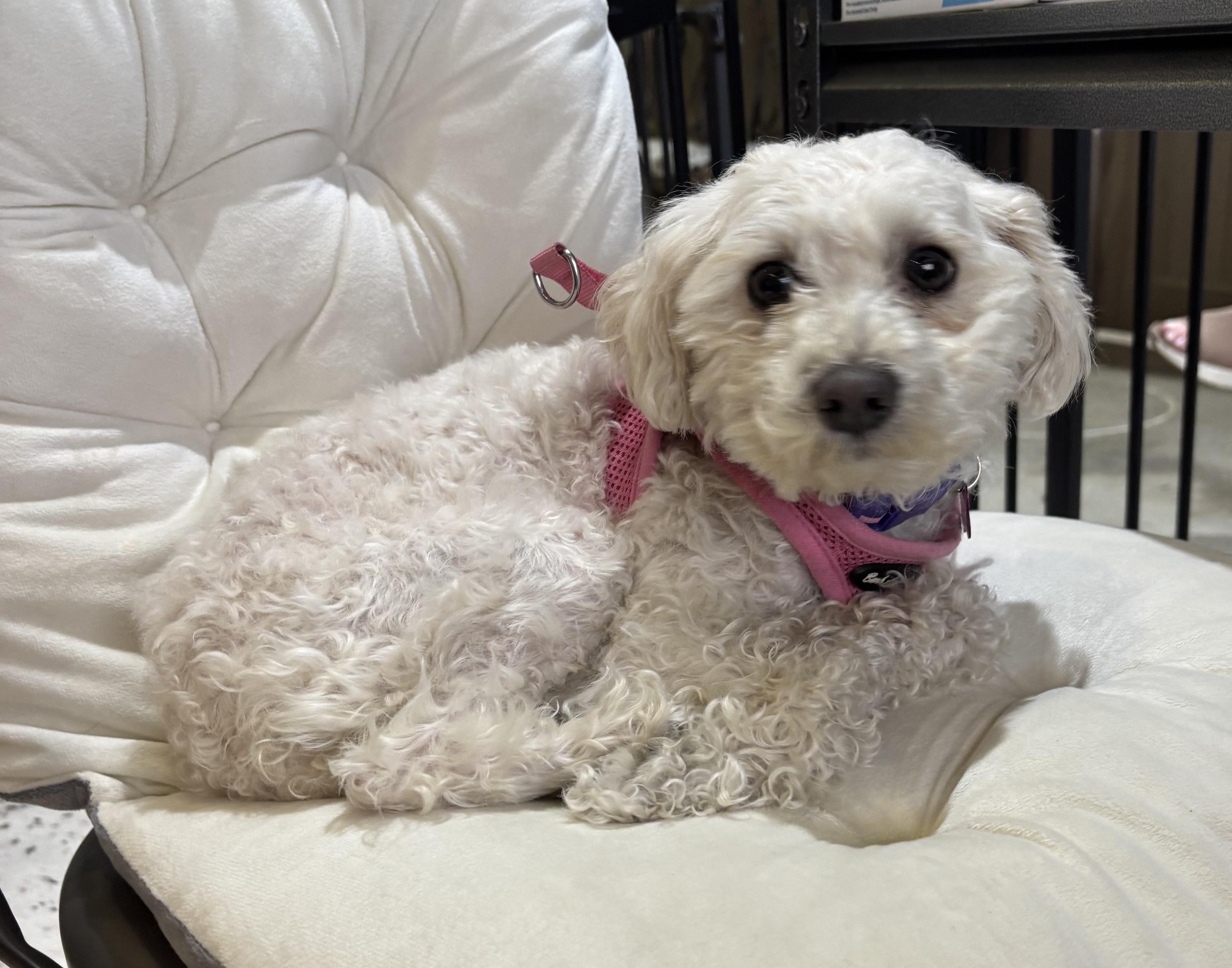 Princess Tiana, adopted, Adult Female Poodle.
