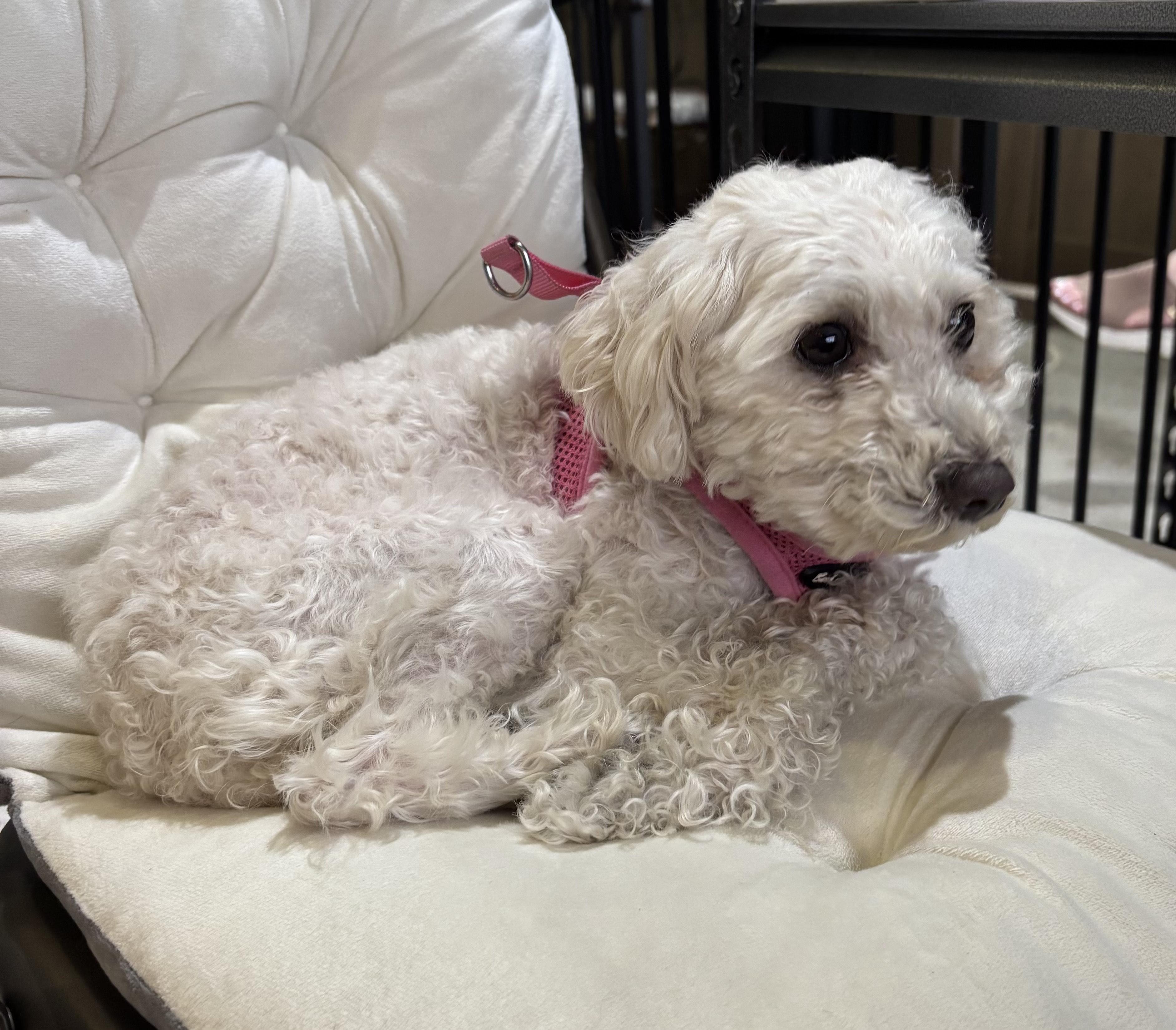 Enlarge Princess Tiana, an adopted Poodle in Thousand Oaks, CA image 3/3