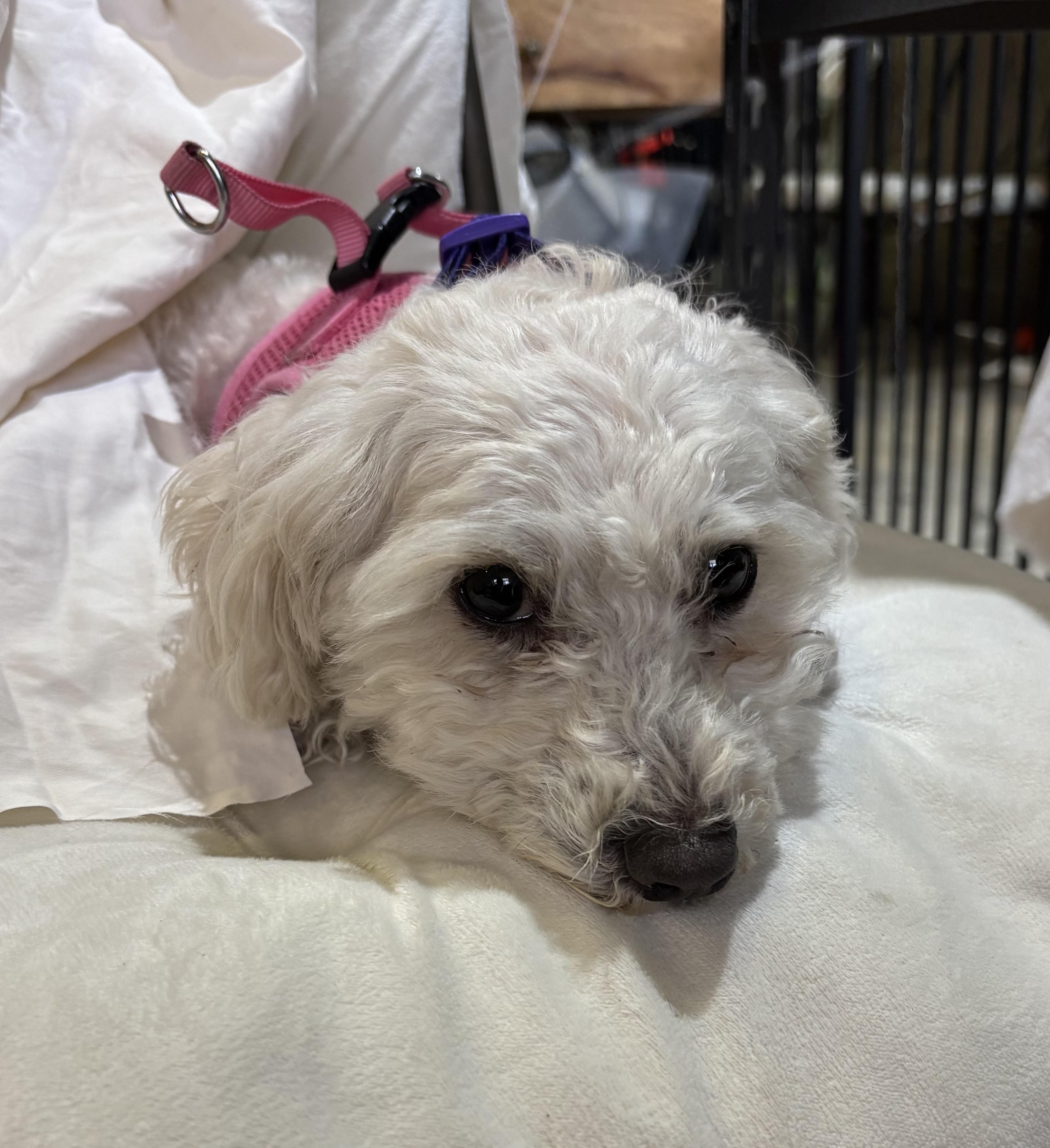 Enlarge Princess Tiana, an adopted Poodle in Thousand Oaks, CA image 2/3